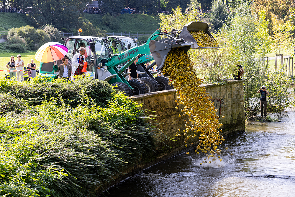 5000 Gummienten werden in die Aa bei der Westerholschen Wiese von einem Bagger gekippt